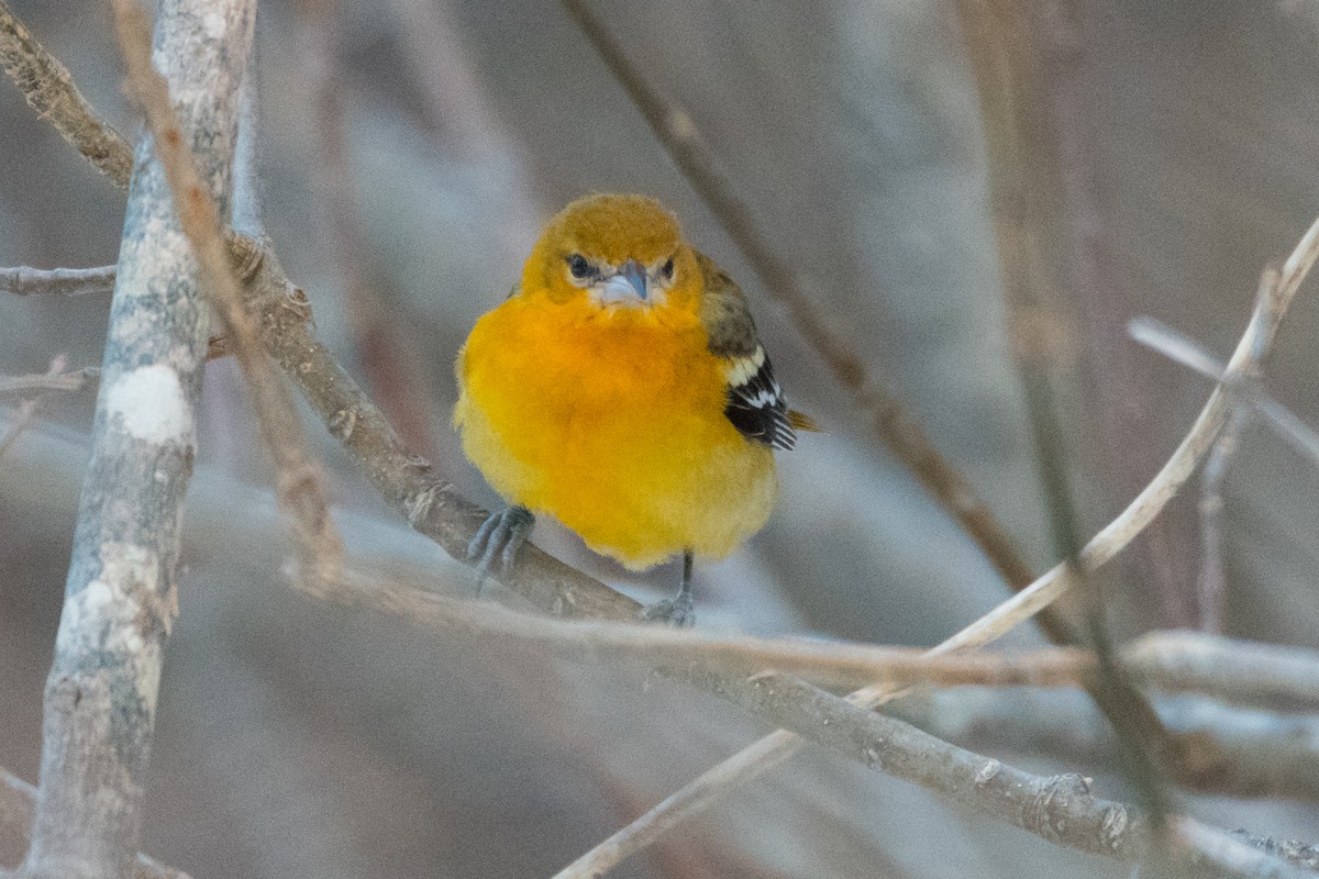 Baltimore Oriole - ML628091334