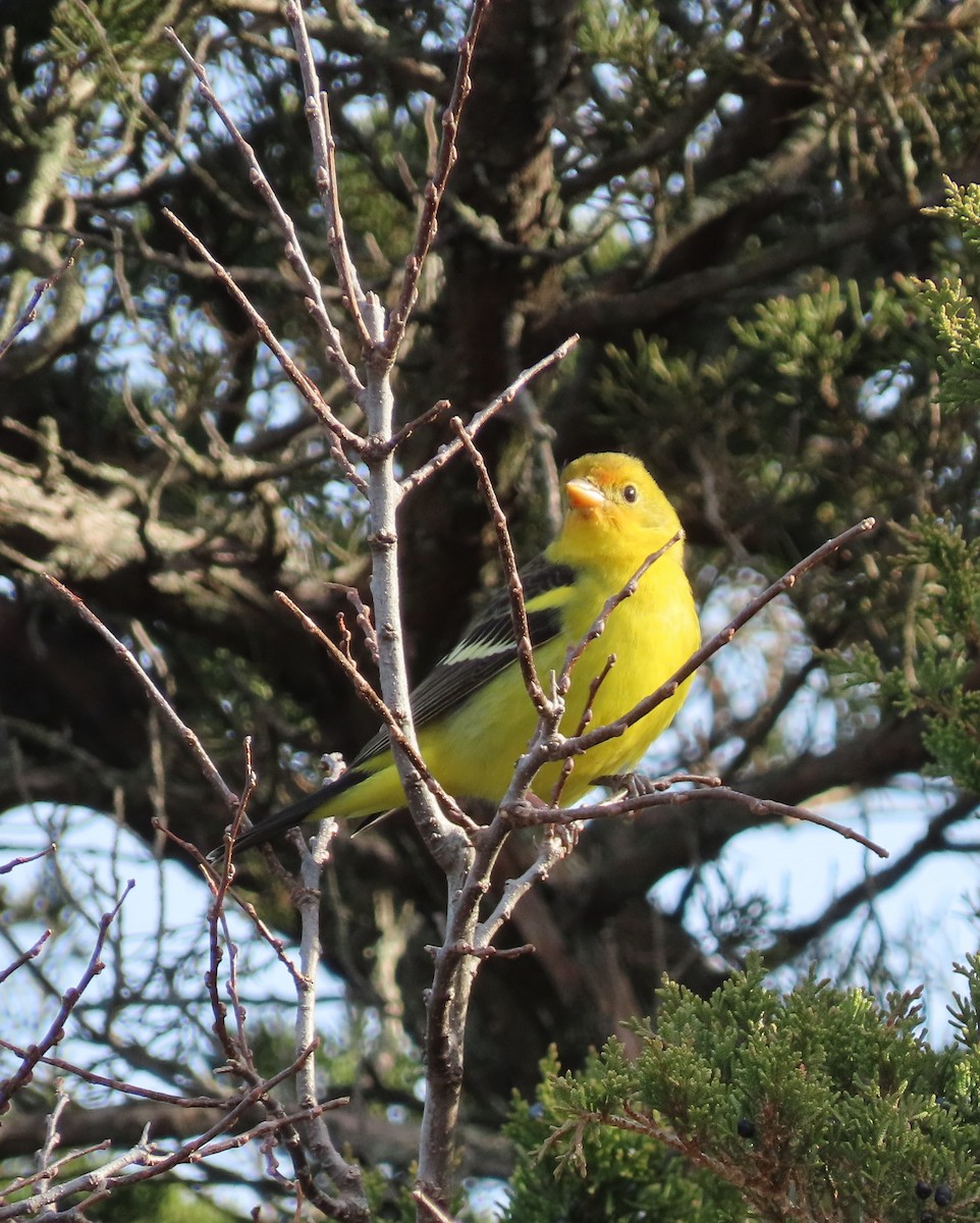Western Tanager - ML628091336