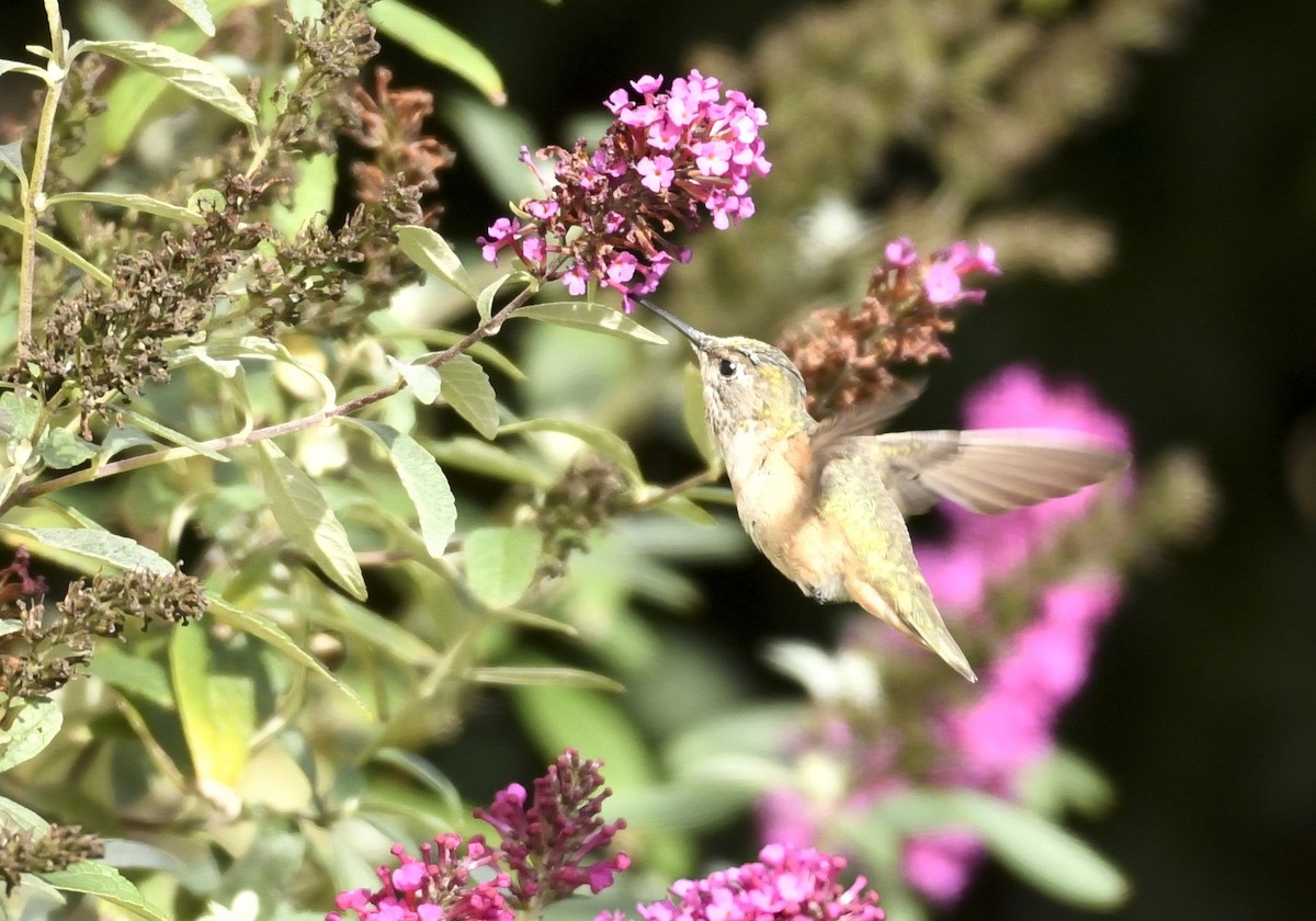 Rufous/Allen's Hummingbird - ML628091472