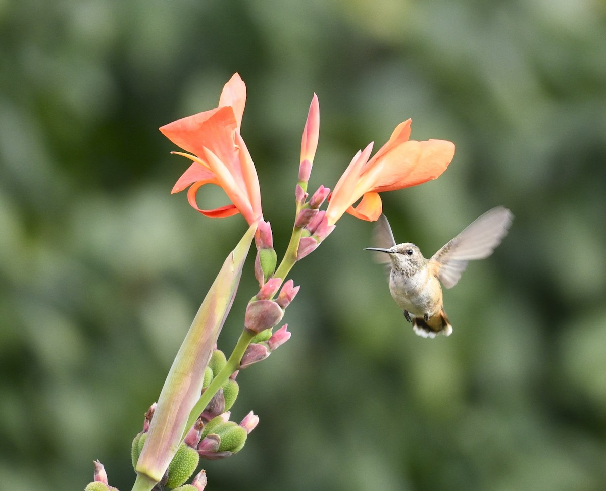 Rufous/Allen's Hummingbird - ML628091478