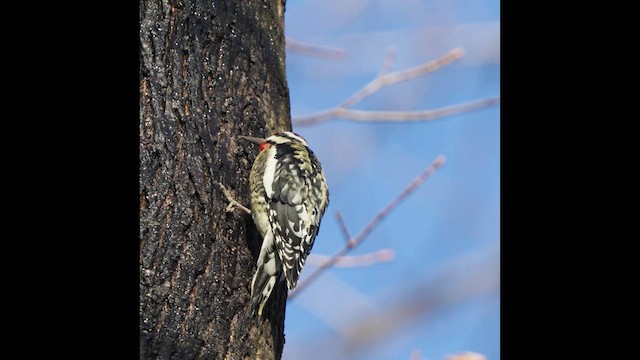 Yellow-bellied Sapsucker - ML628091482