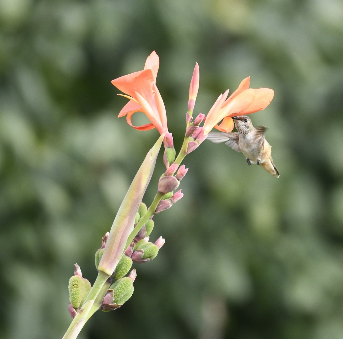 Rufous/Allen's Hummingbird - ML628091485