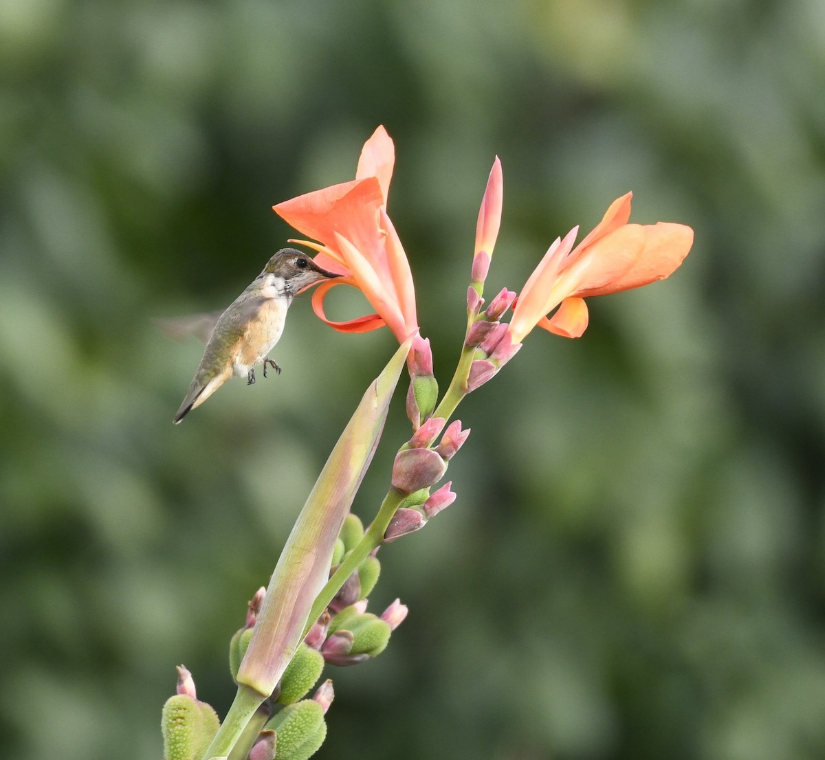 Rufous/Allen's Hummingbird - ML628091491