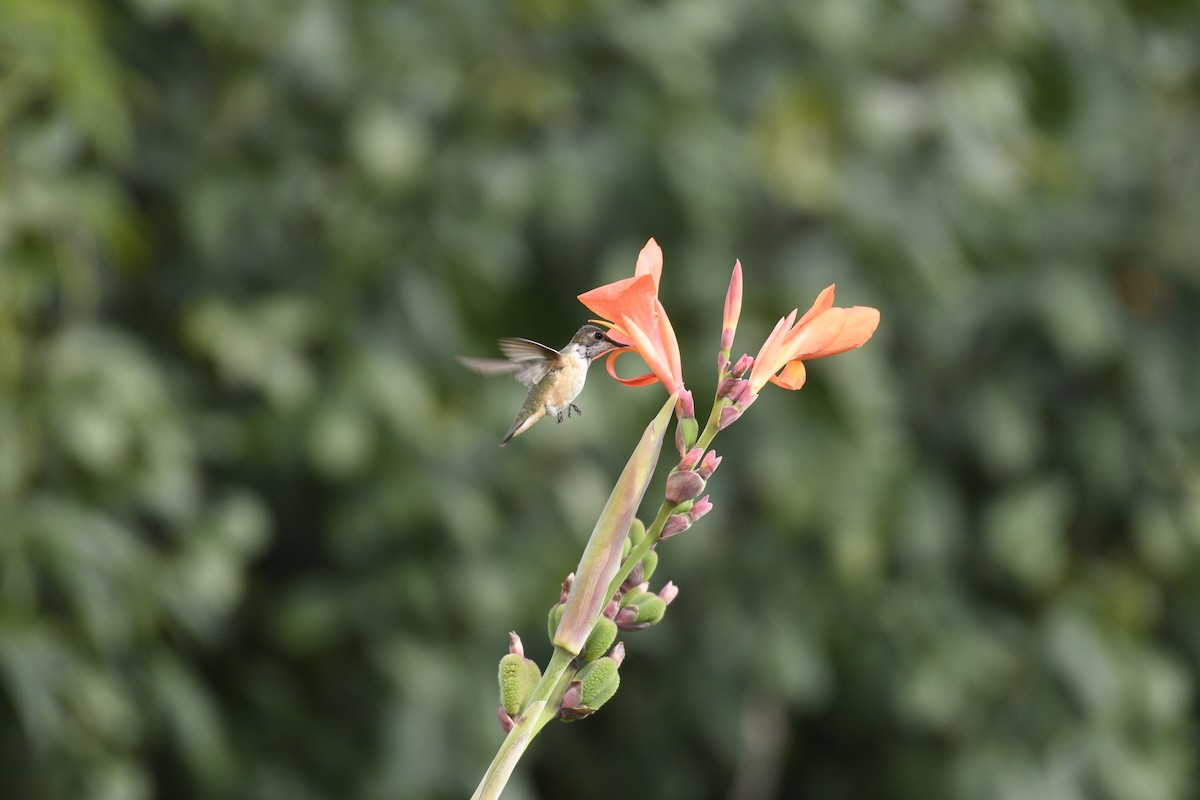 Rufous/Allen's Hummingbird - ML628091493