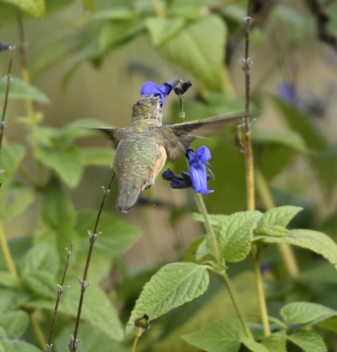 Rufous/Allen's Hummingbird - ML628091513