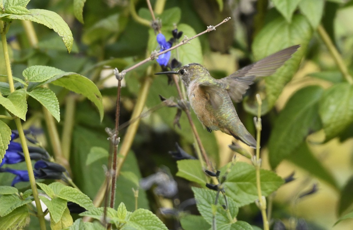 Rufous/Allen's Hummingbird - ML628091514