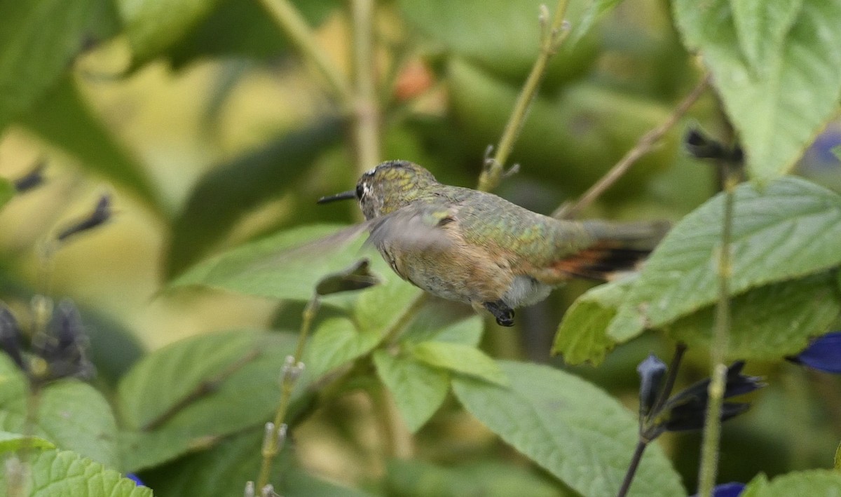 Rufous/Allen's Hummingbird - ML628091515