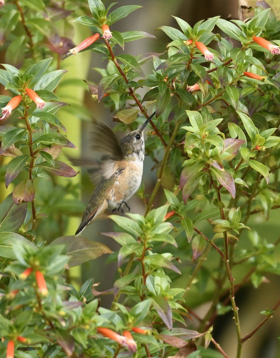 Rufous/Allen's Hummingbird - ML628091516