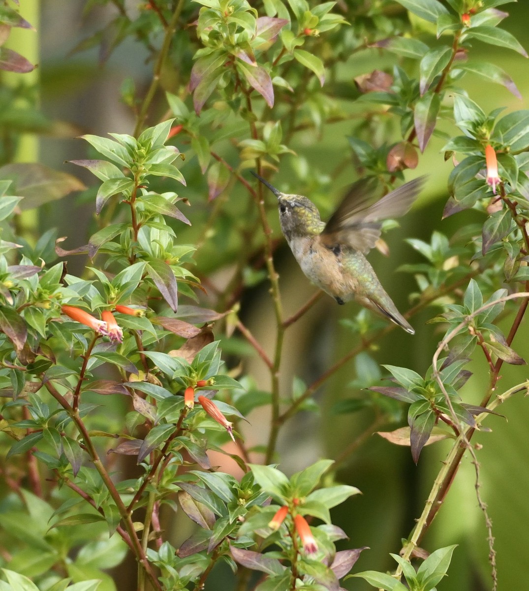 Rufous/Allen's Hummingbird - ML628091520