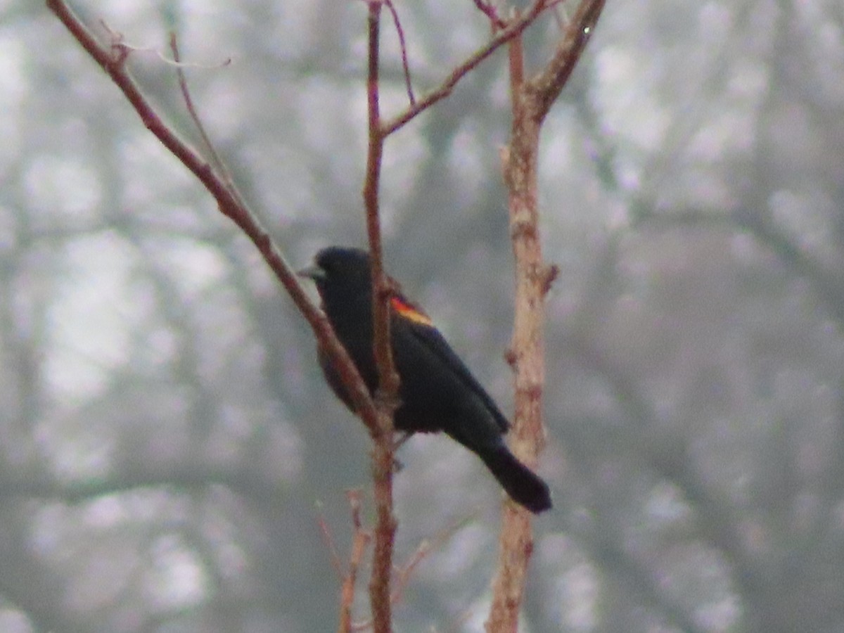 Red-winged Blackbird - ML628091521