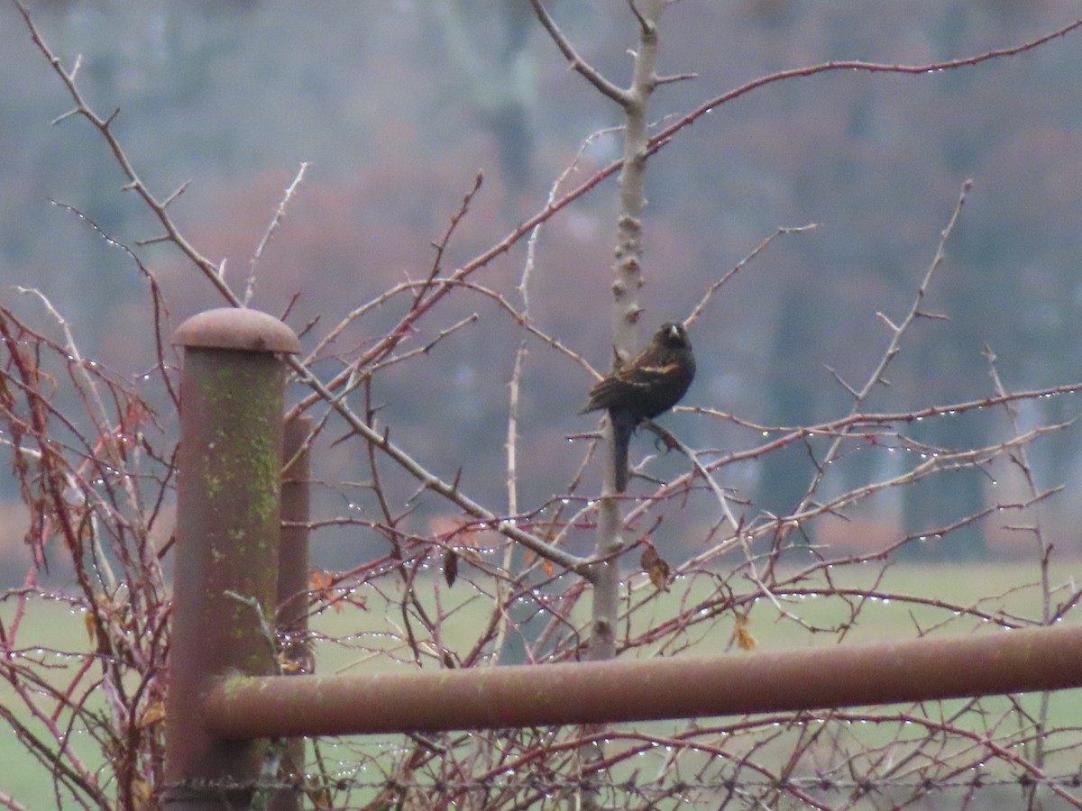 Red-winged Blackbird - ML628091522