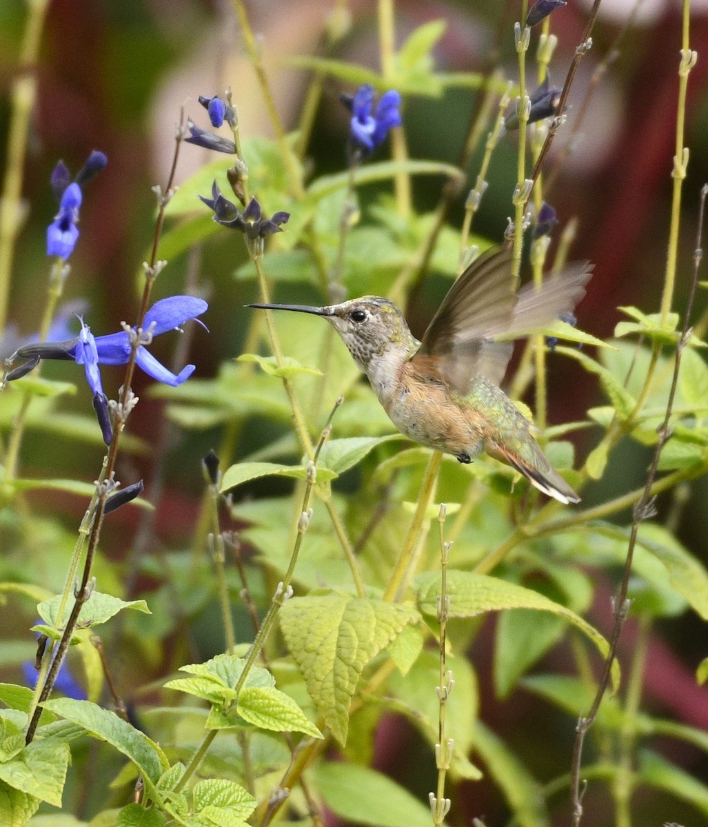 Rufous/Allen's Hummingbird - ML628091525