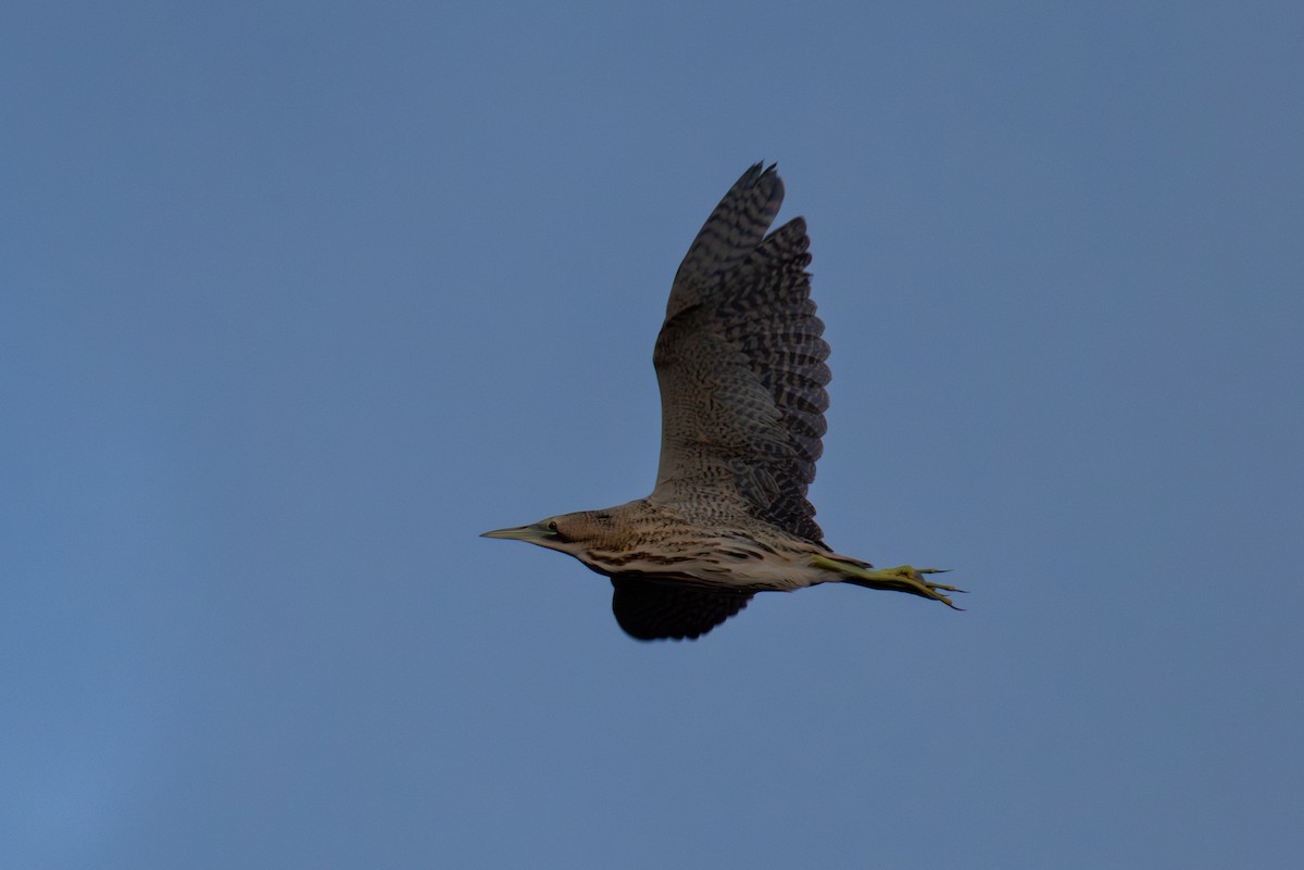 Eurasian Bittern - ML628091610