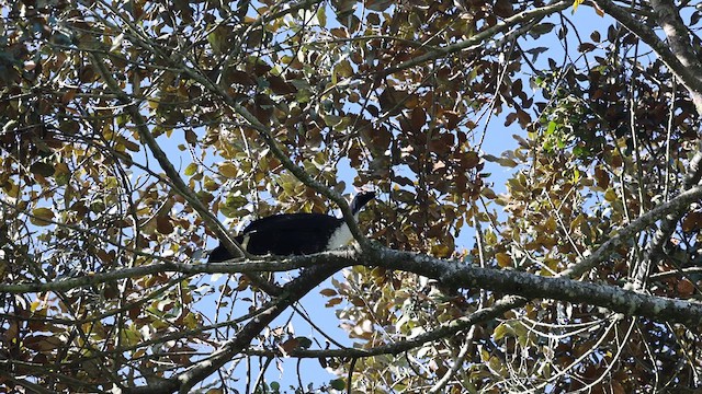 Horned Guan - ML628091615