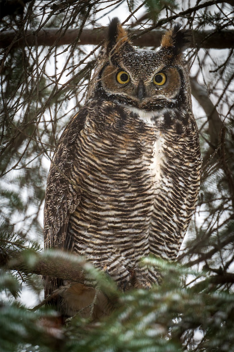 Great Horned Owl - ML628091650
