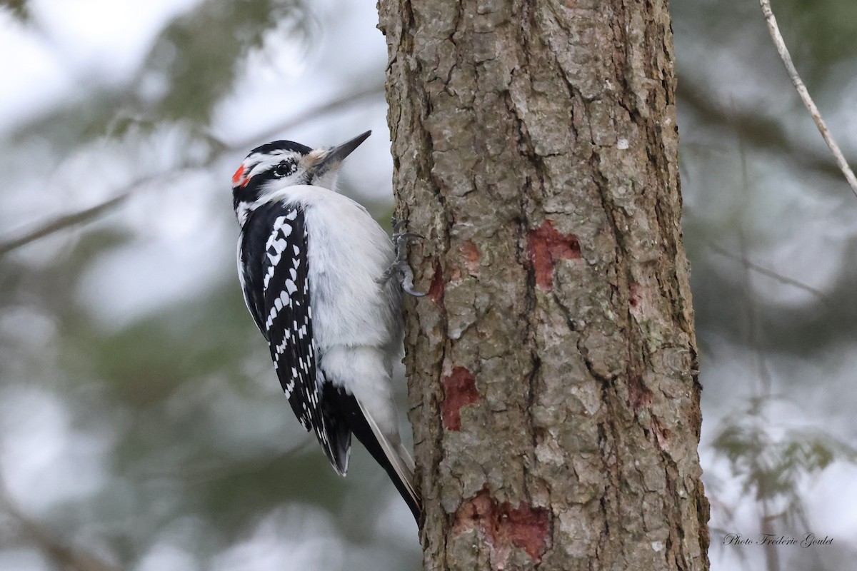 Hairy Woodpecker - ML628091656