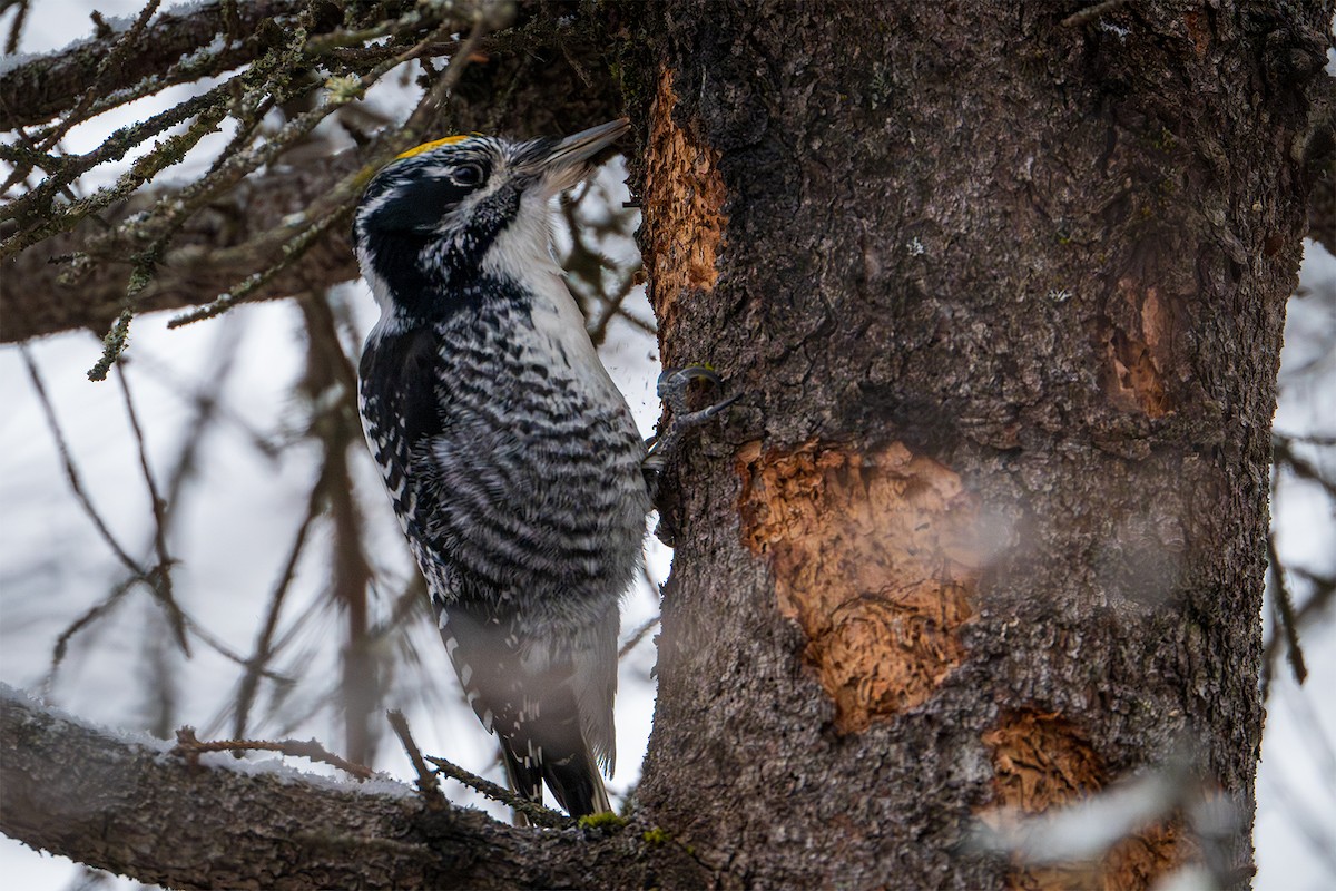 American Three-toed Woodpecker - ML628091868