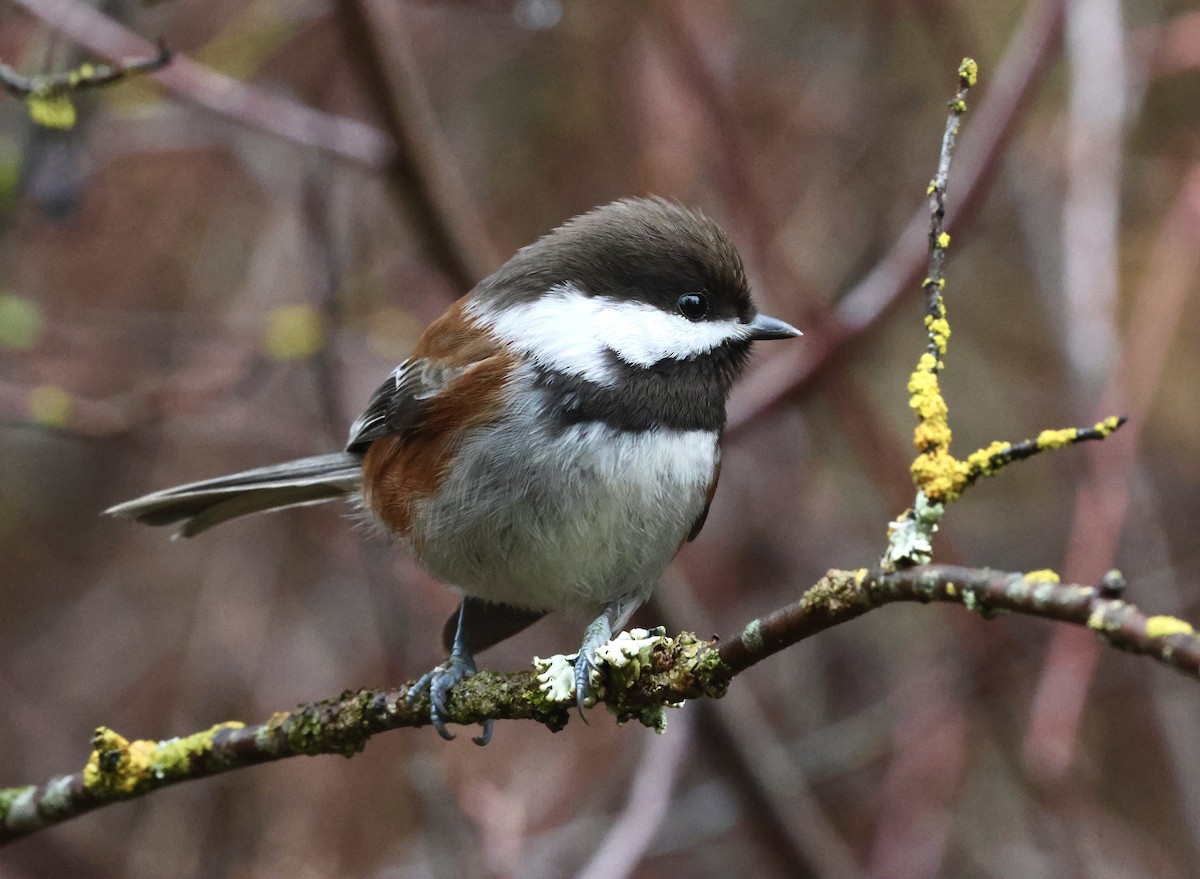 Mésange à dos marron - ML628091904