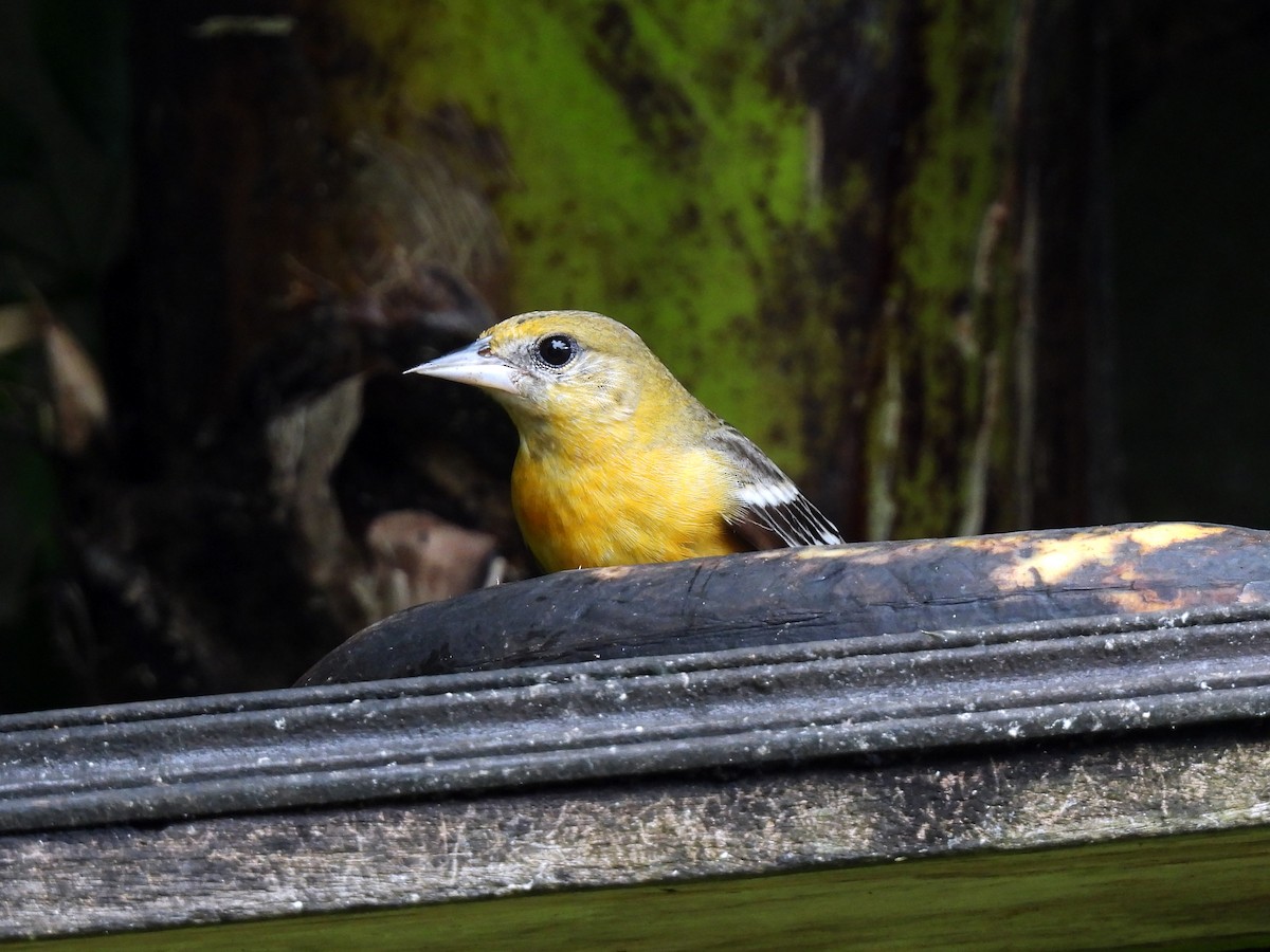 Baltimore Oriole - ML628091964