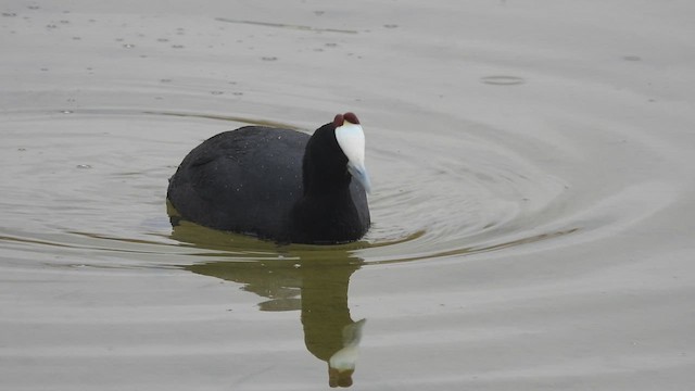 Red-knobbed Coot - ML628092064