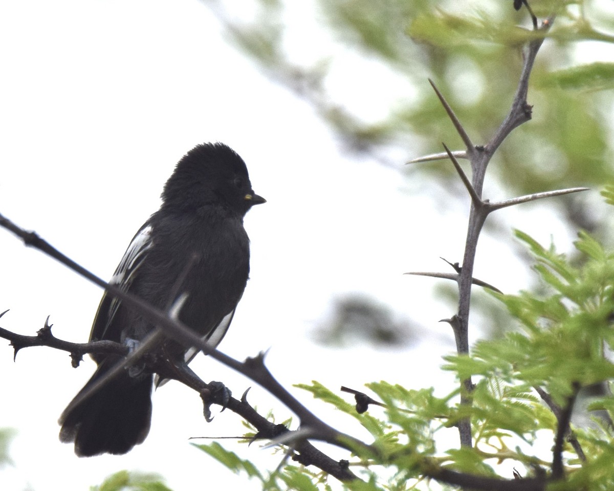 Southern Black-Tit - ML628092073