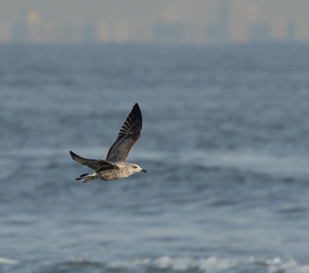 Lesser Black-backed Gull - ML628092120