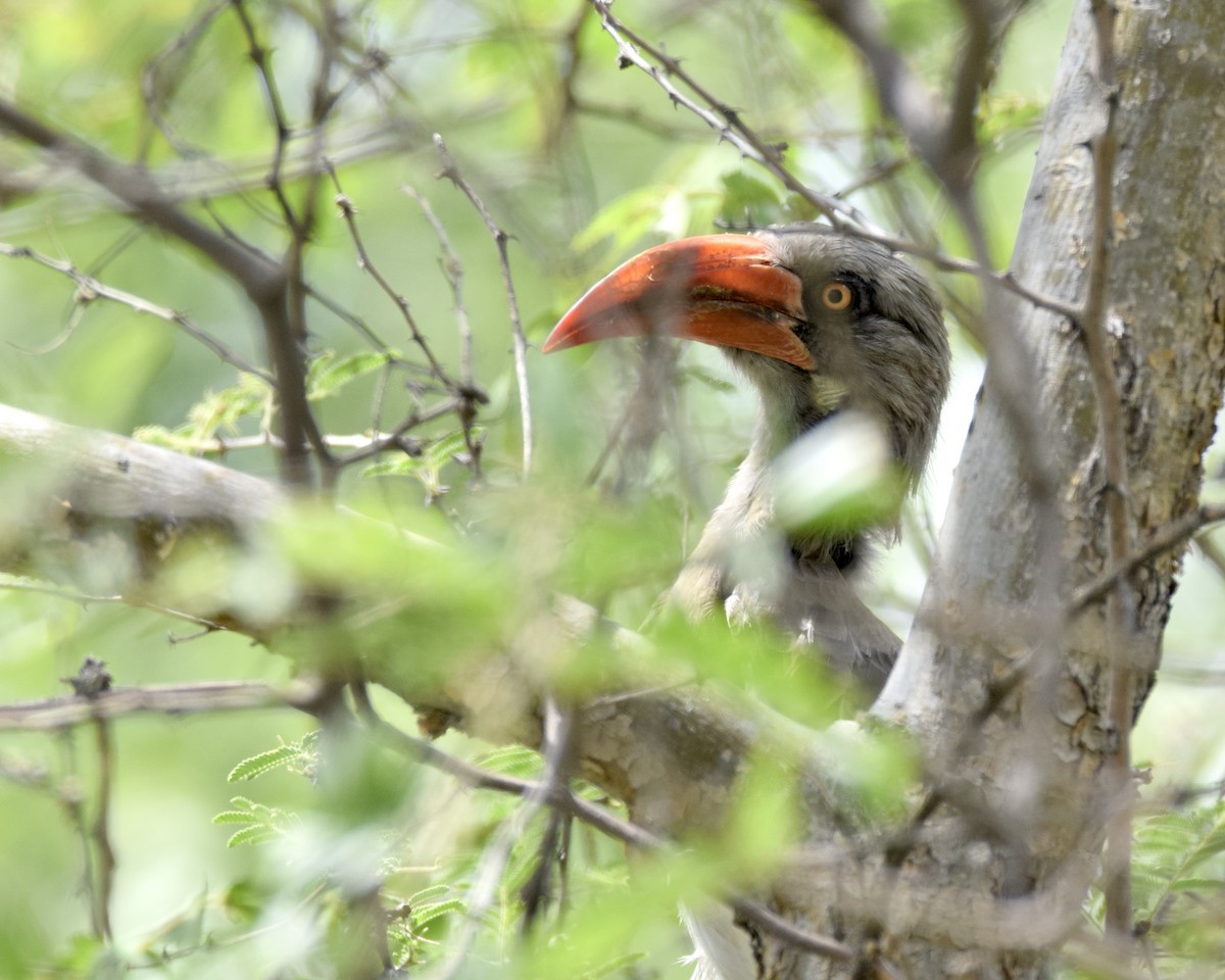 Bradfield's Hornbill - ML628092201