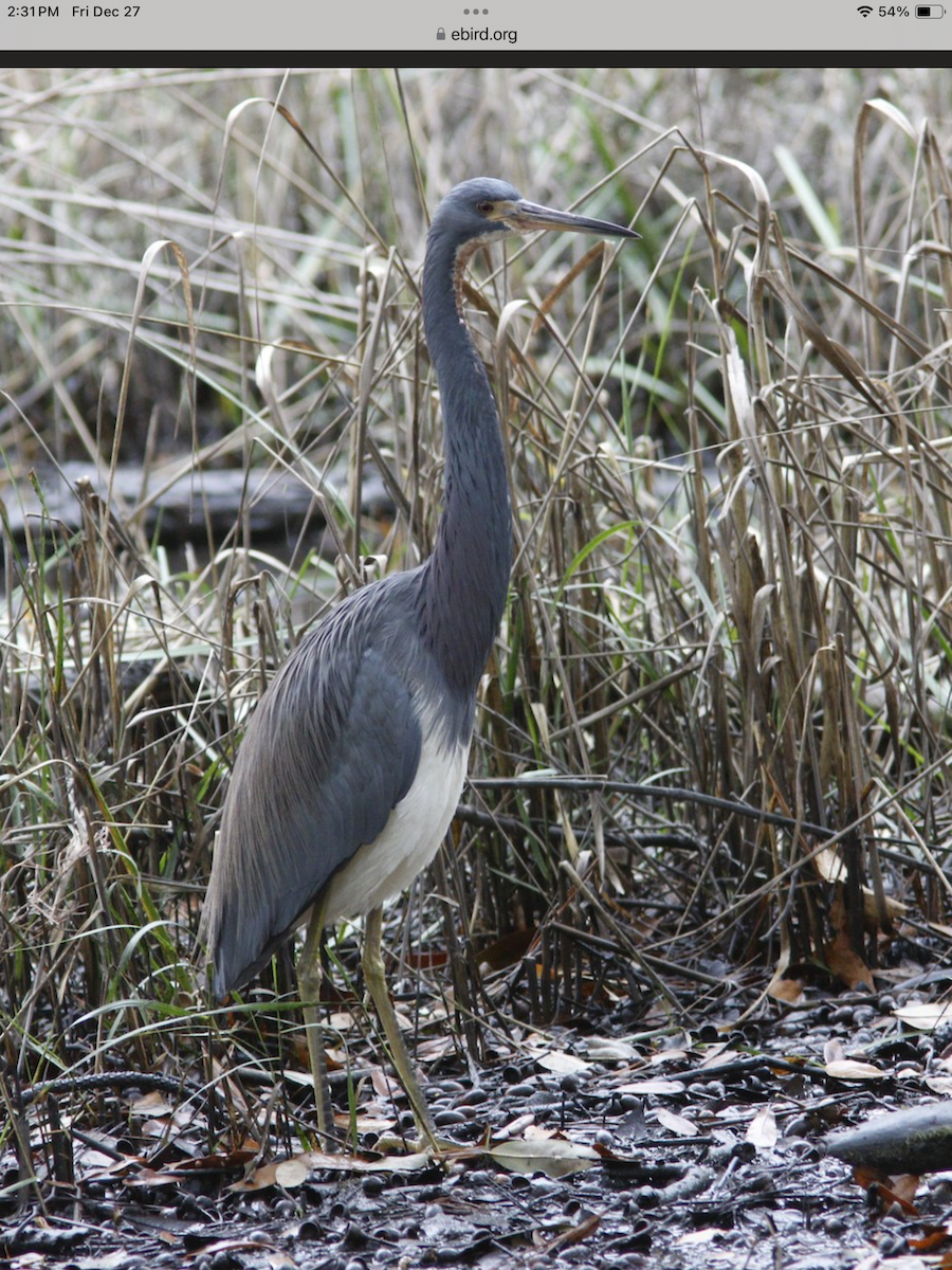 Tricolored Heron - ML628092230
