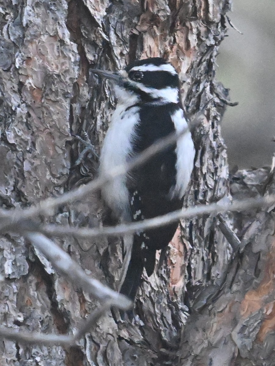 Hairy Woodpecker - ML628092372