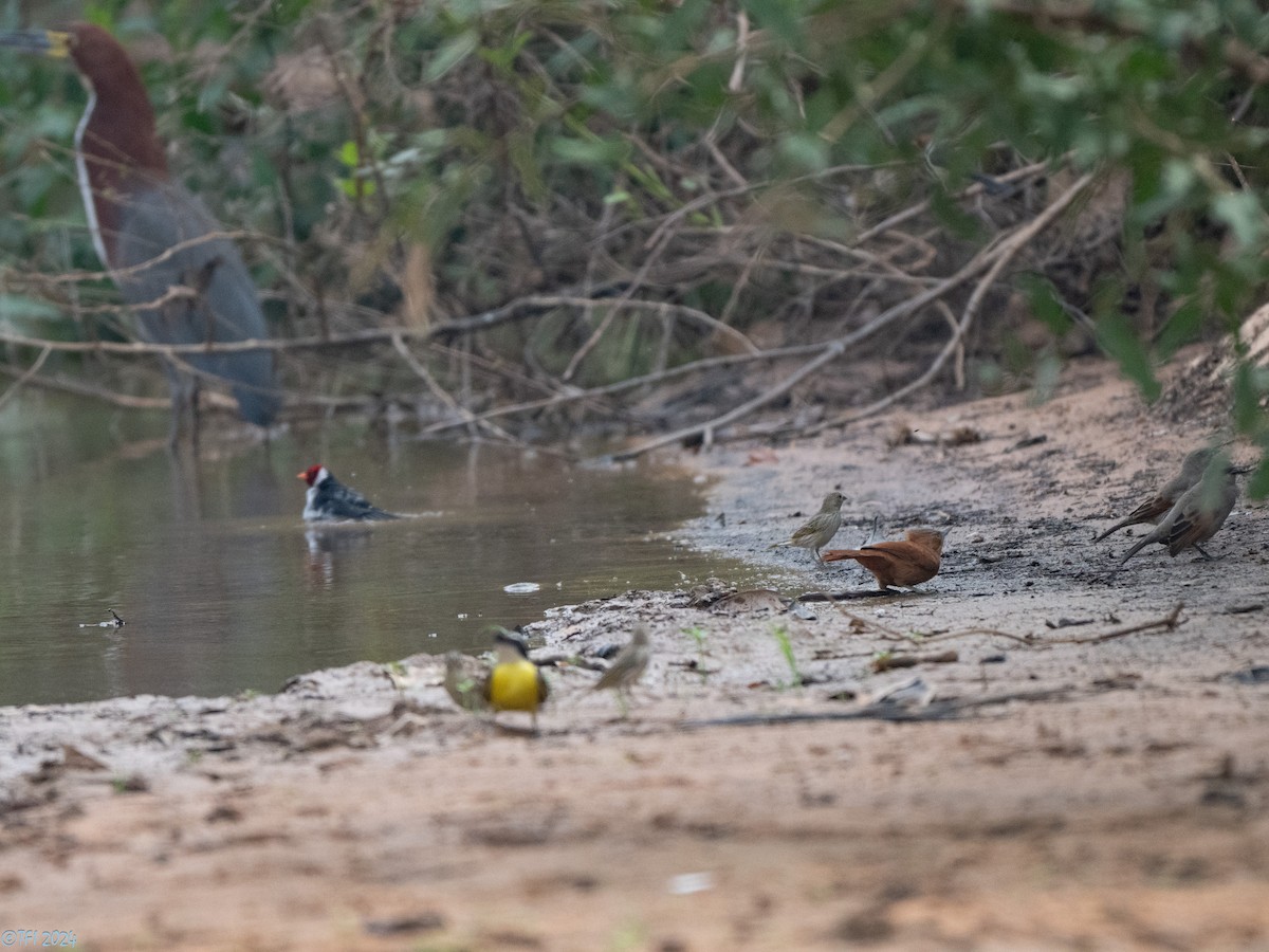 Rufous Cacholote - ML628092373