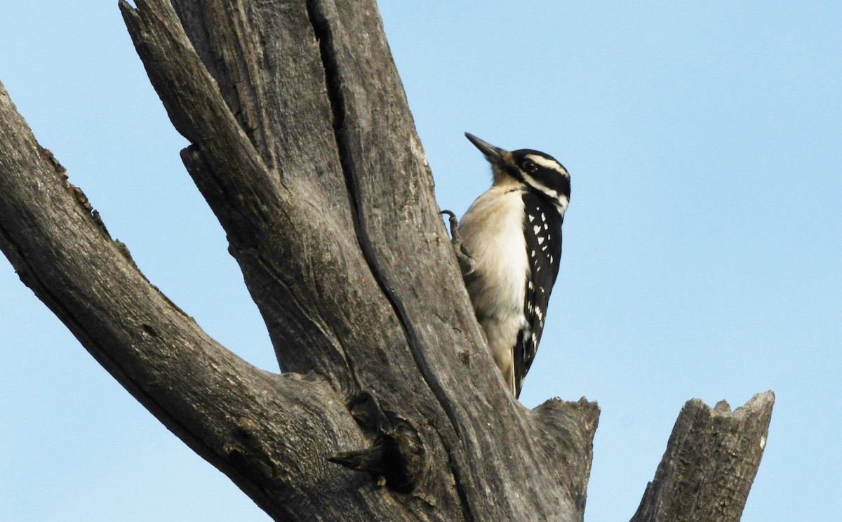 Hairy Woodpecker - ML628092554