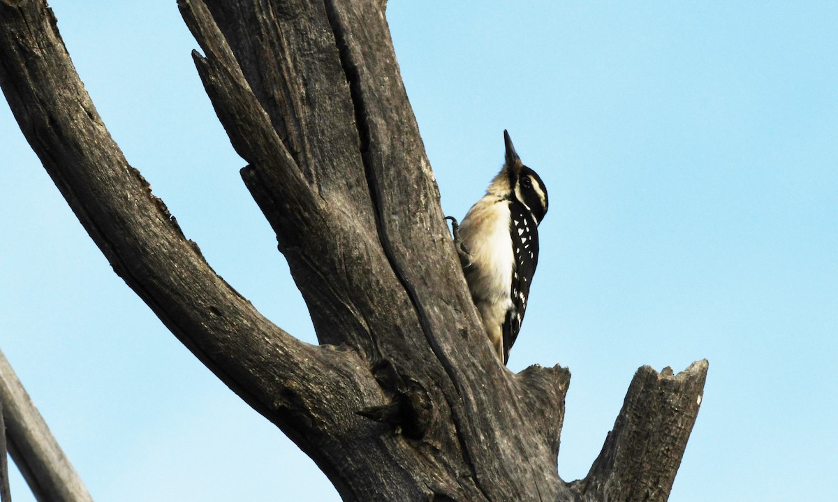 Hairy Woodpecker - ML628092555