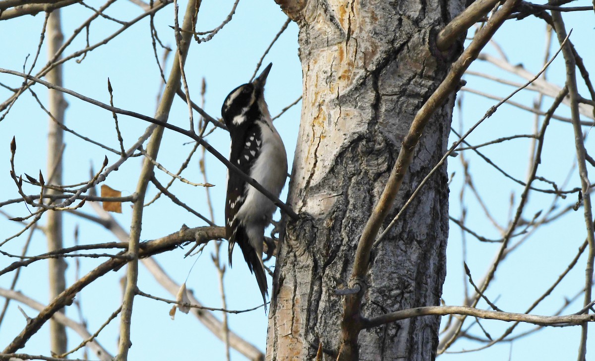 Hairy Woodpecker - ML628092556