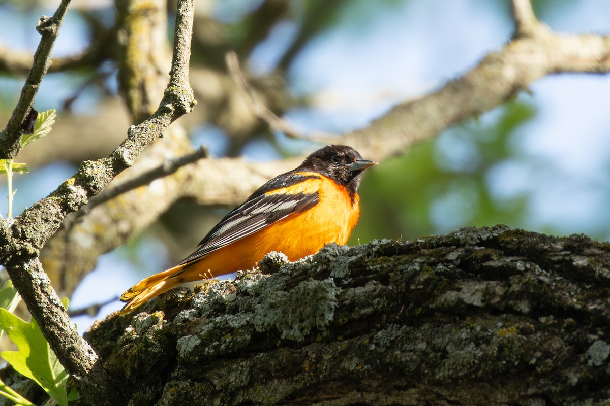 Baltimore Oriole - ML628092609