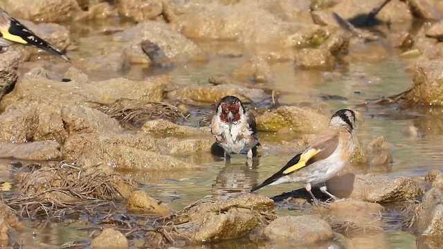 European Goldfinch - ML628092620