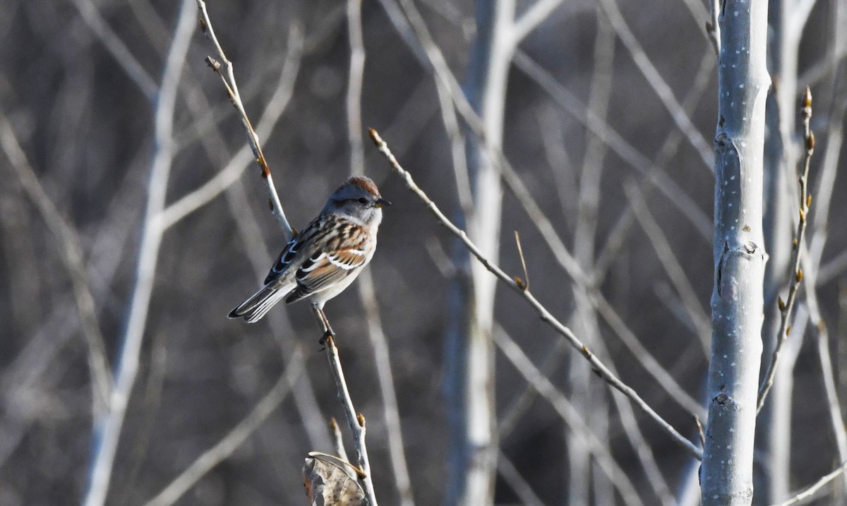 American Tree Sparrow - ML628092635