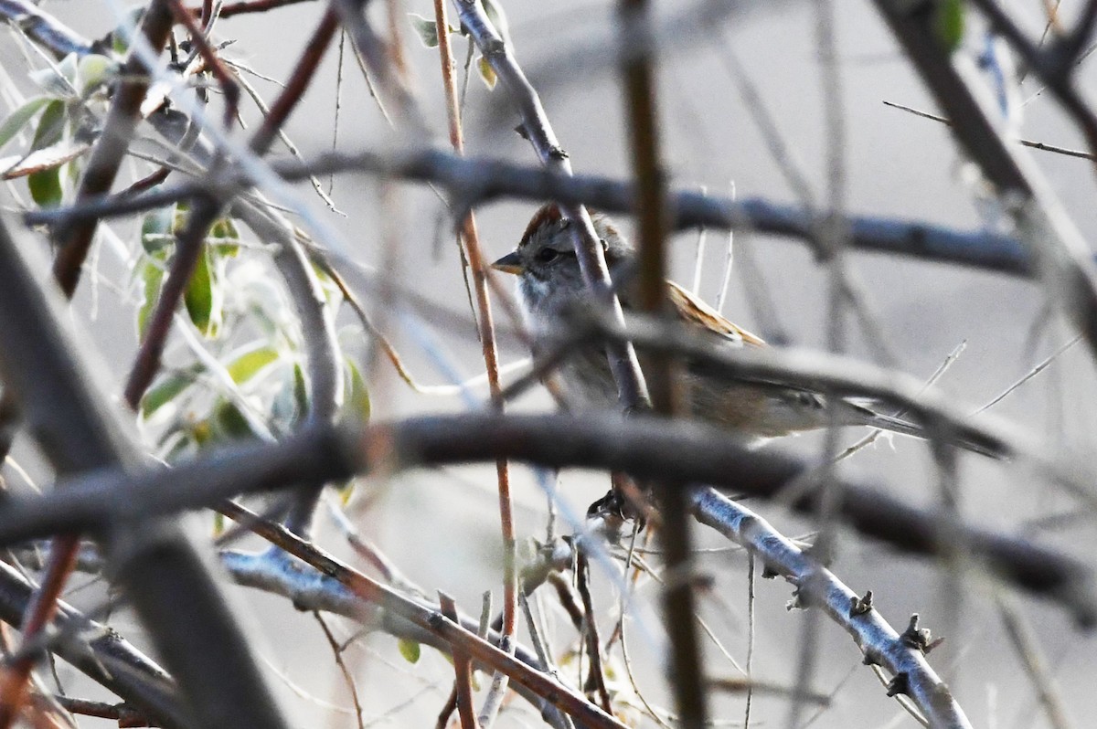 American Tree Sparrow - ML628092637