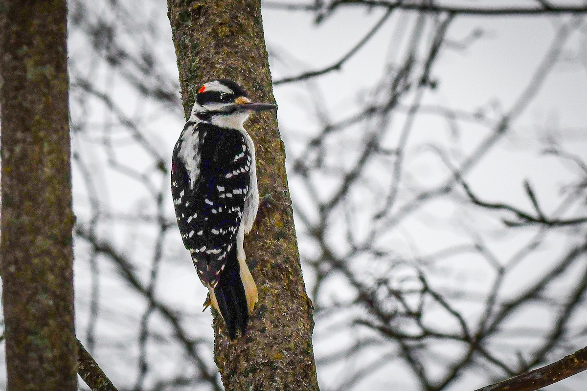 Hairy Woodpecker - ML628092665