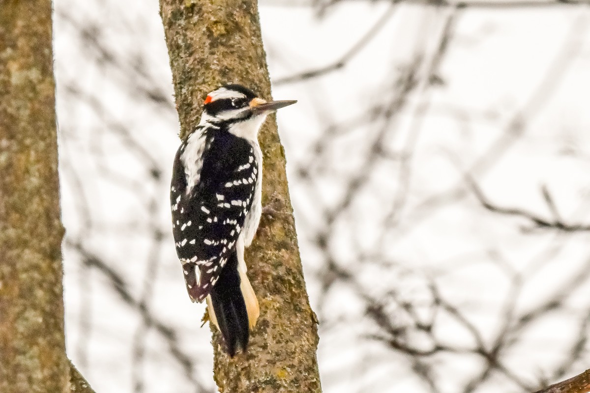 Hairy Woodpecker - ML628092666