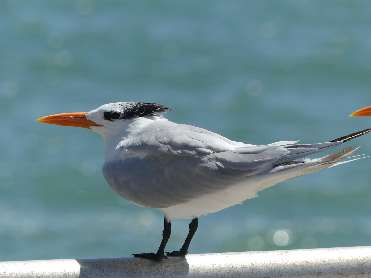 Royal Tern - ML628092717
