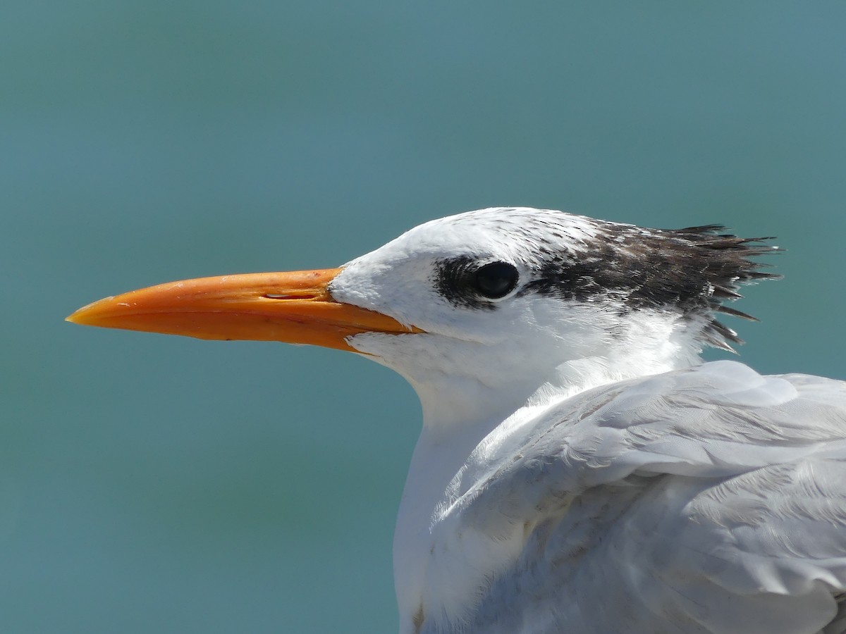 Royal Tern - ML628092718