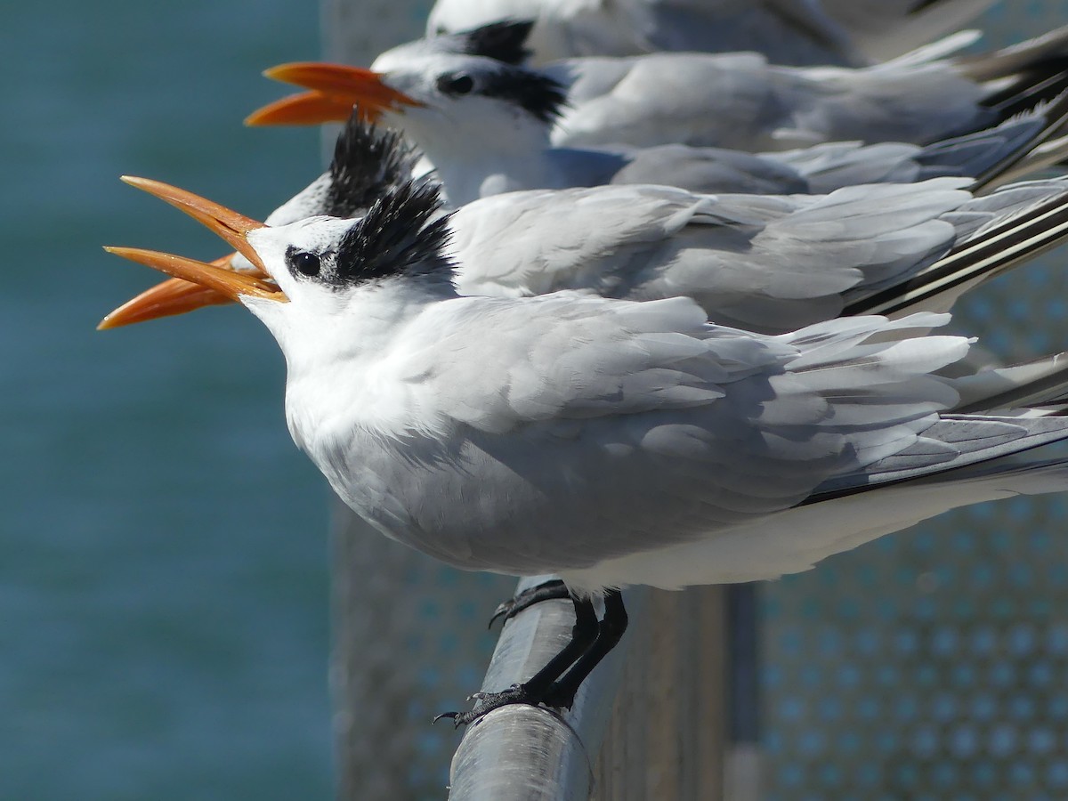 Royal Tern - ML628092719