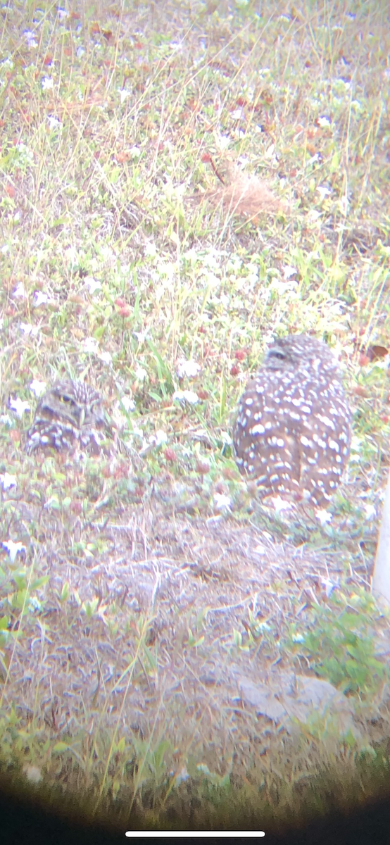 Burrowing Owl - ML628092720