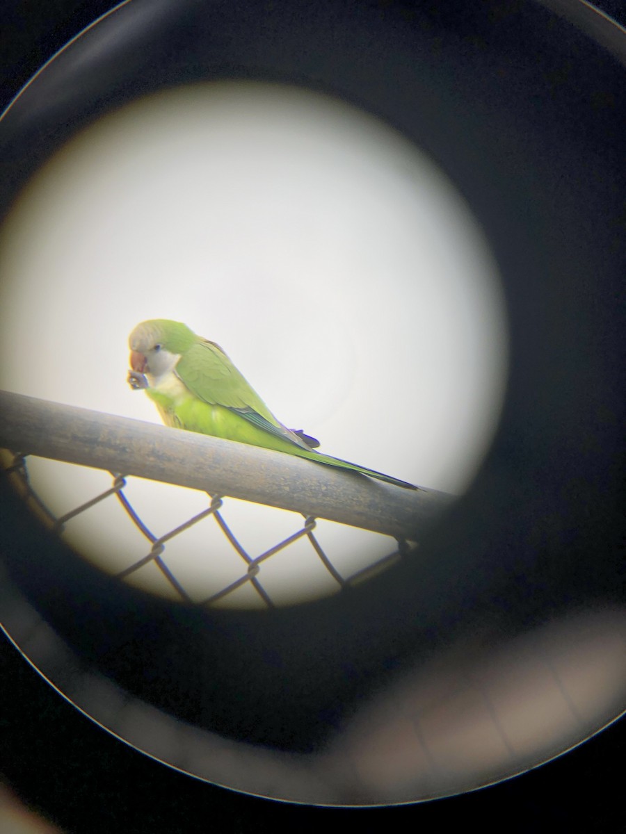 mníšek šedý - ML628092727