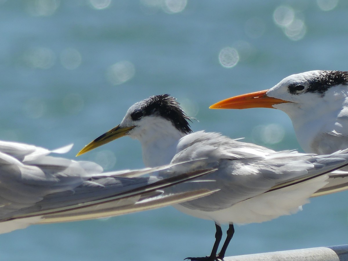 Sandwich Tern (Cayenne) - ML628092732