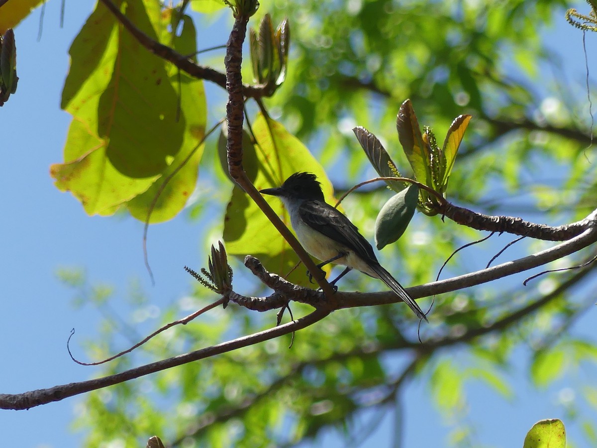 Short-crested Flycatcher - ML628092738