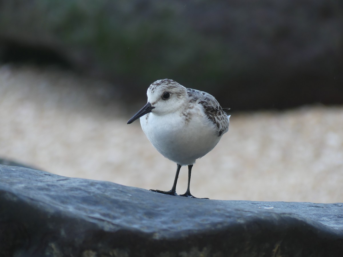 Piovanello tridattilo - ML628092761