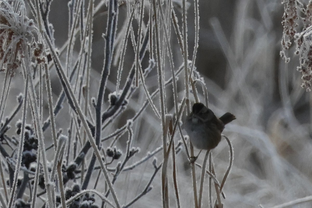 Swamp Sparrow - ML628092774