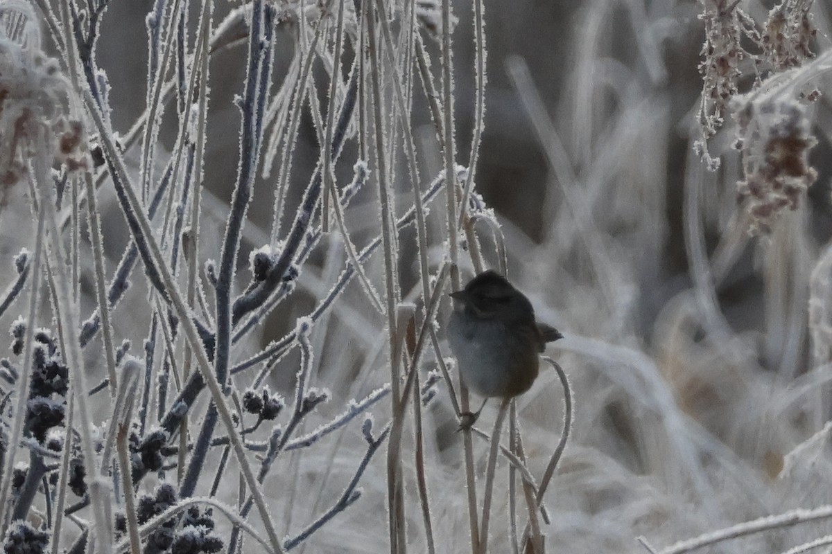 Swamp Sparrow - ML628092775