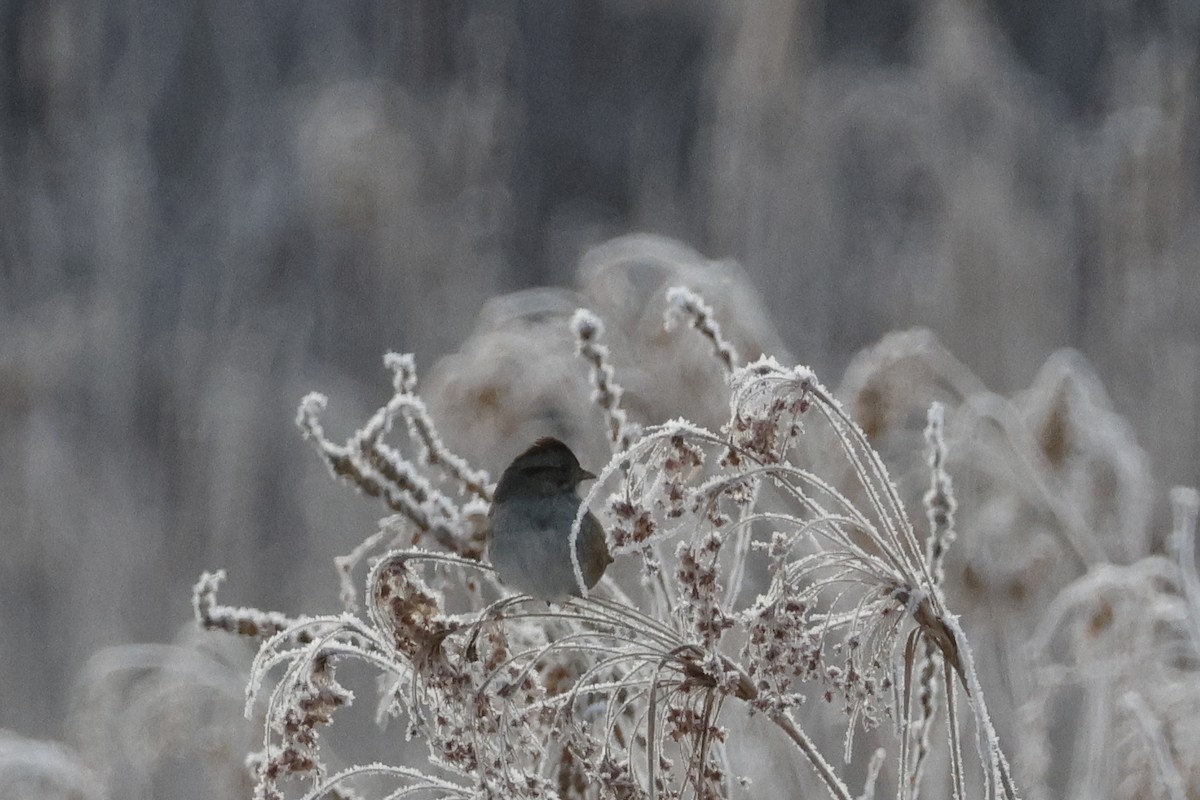 Swamp Sparrow - ML628092776